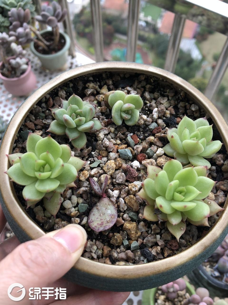 紫晶198多肉植物