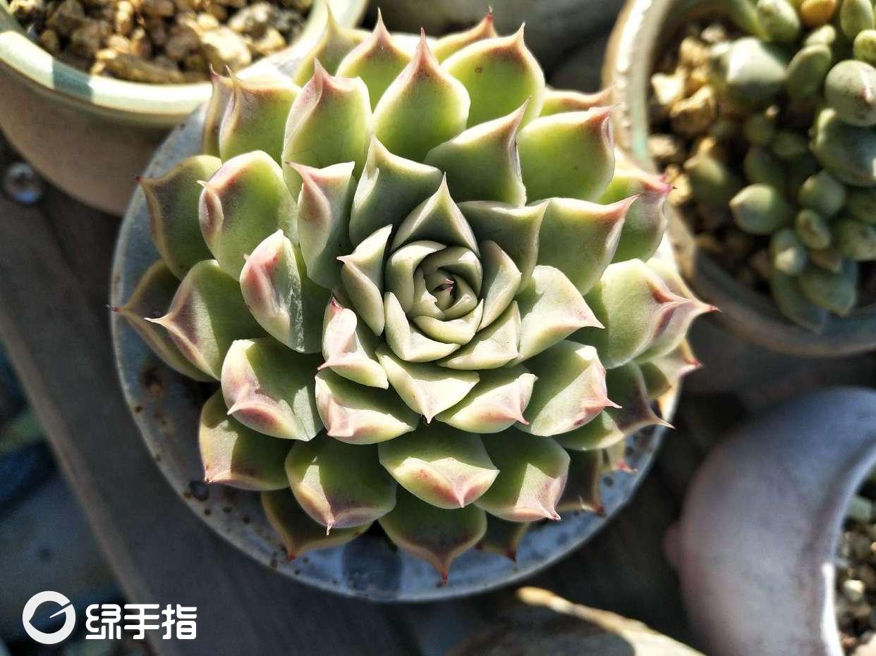海滨格瑞