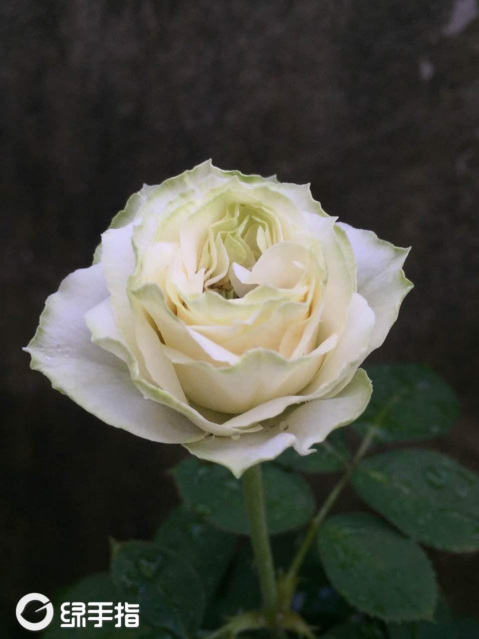月季·苏萨