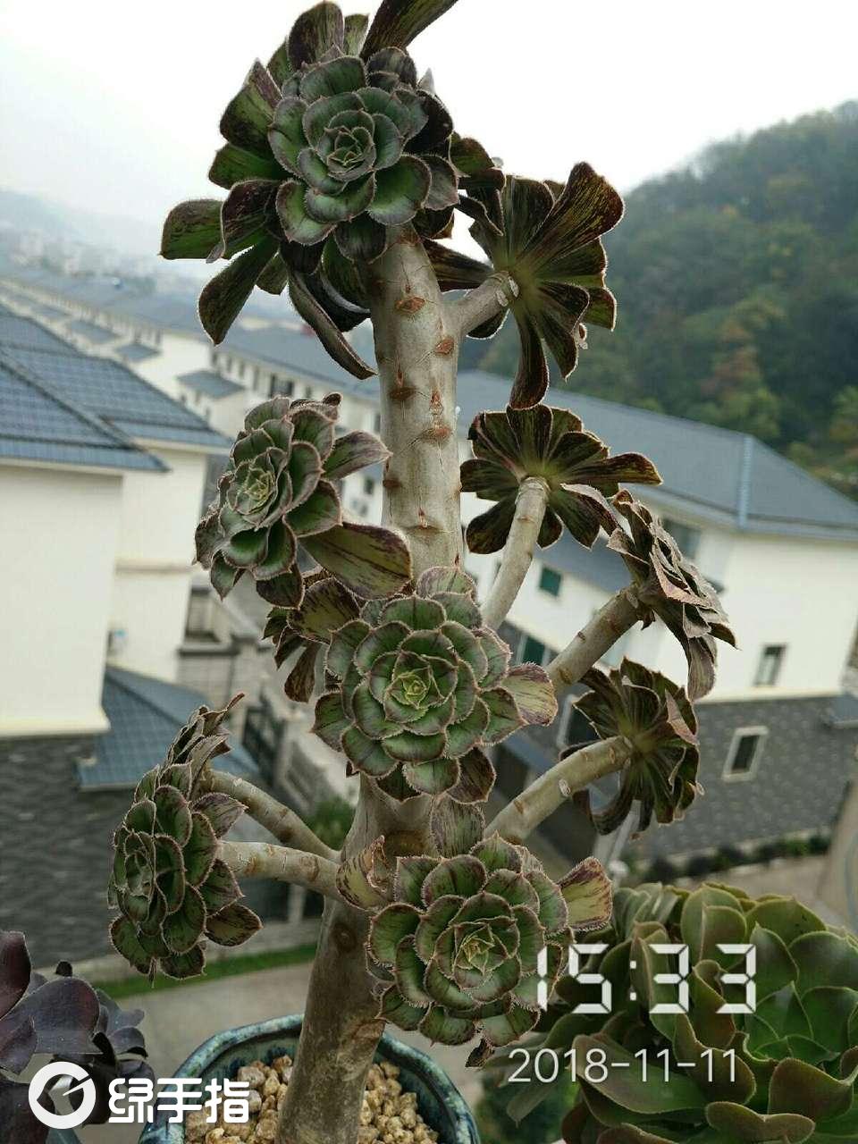 拉丝锦法师