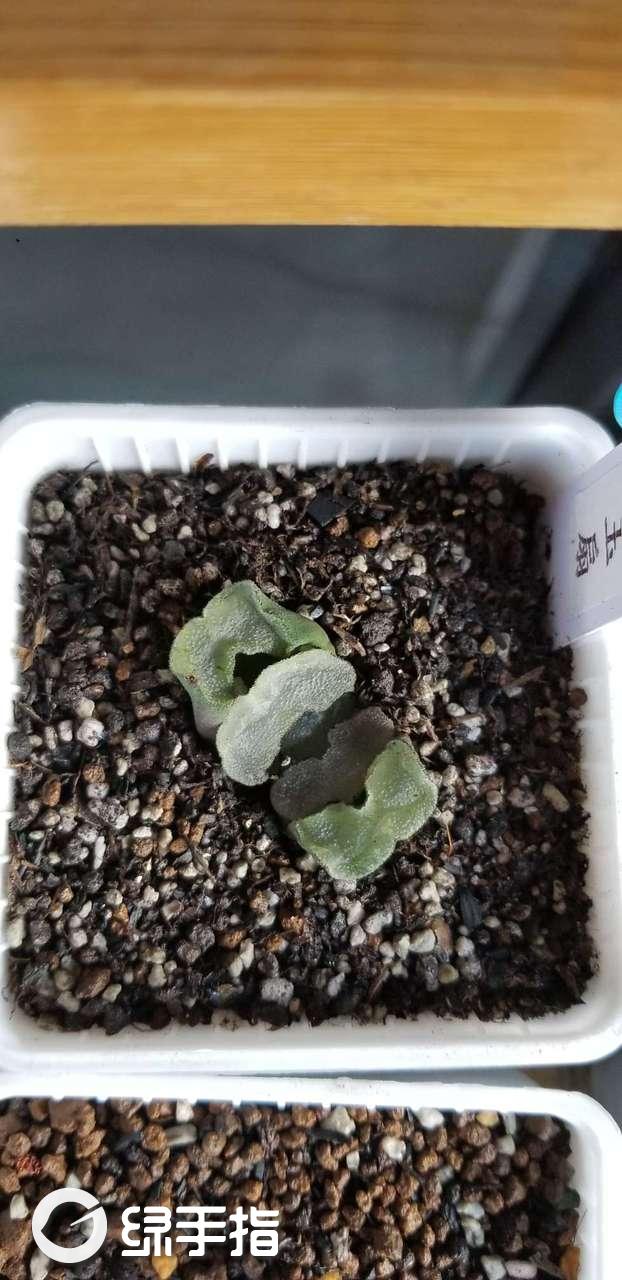 白瓷玉扇