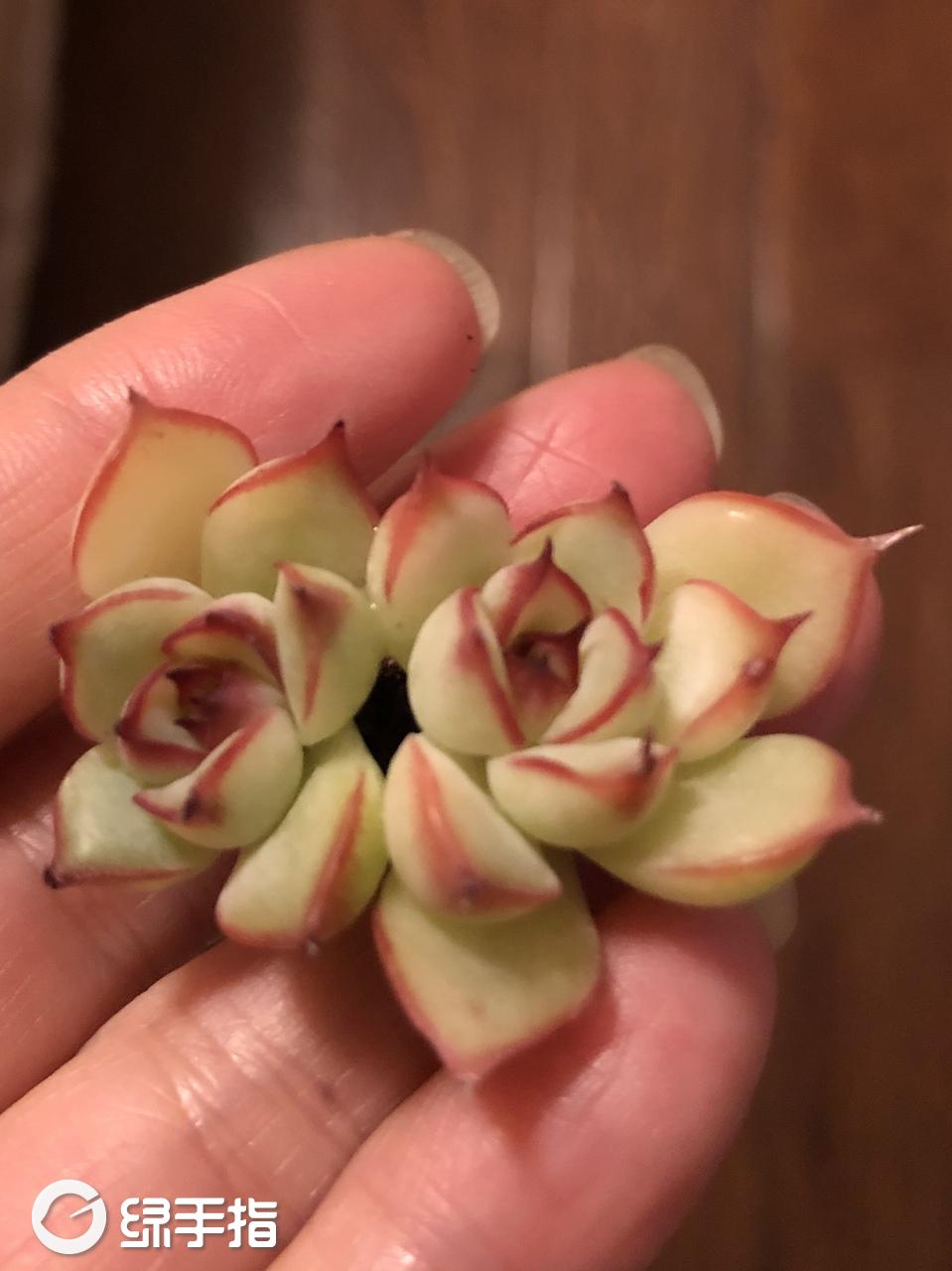 艳姬(赠品君)小宝多肉