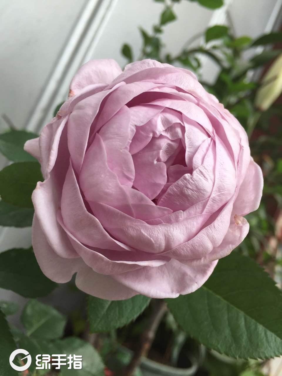 月季·蓝色风暴