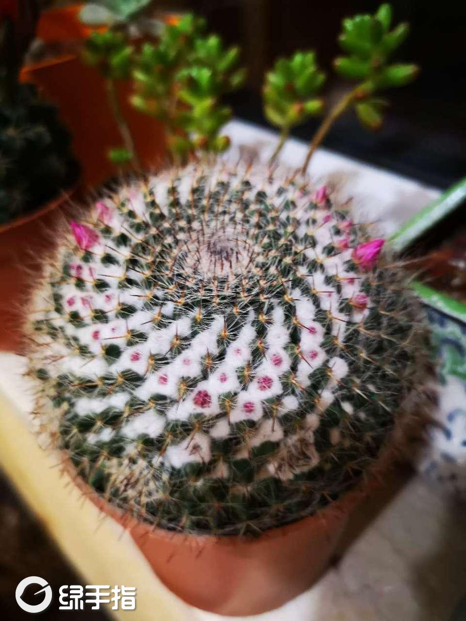 仙人球