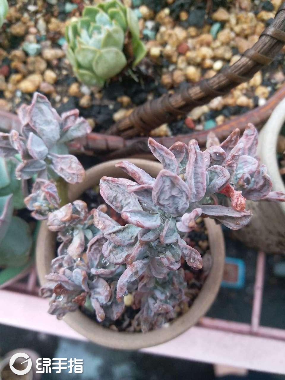 醉美人缀化