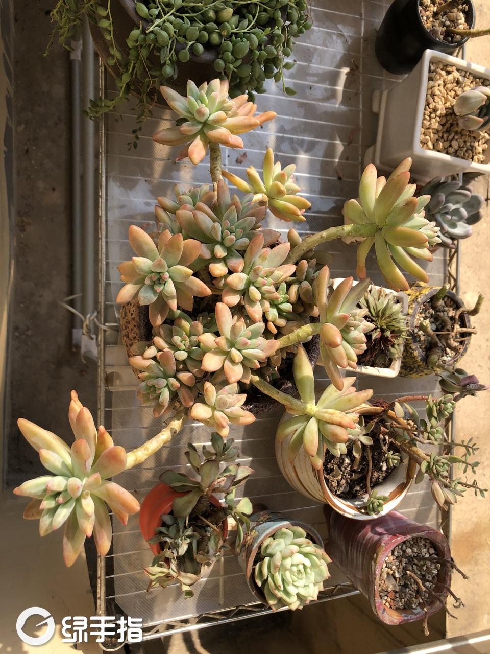 秋丽大老桩191027(28.88)多肉植物