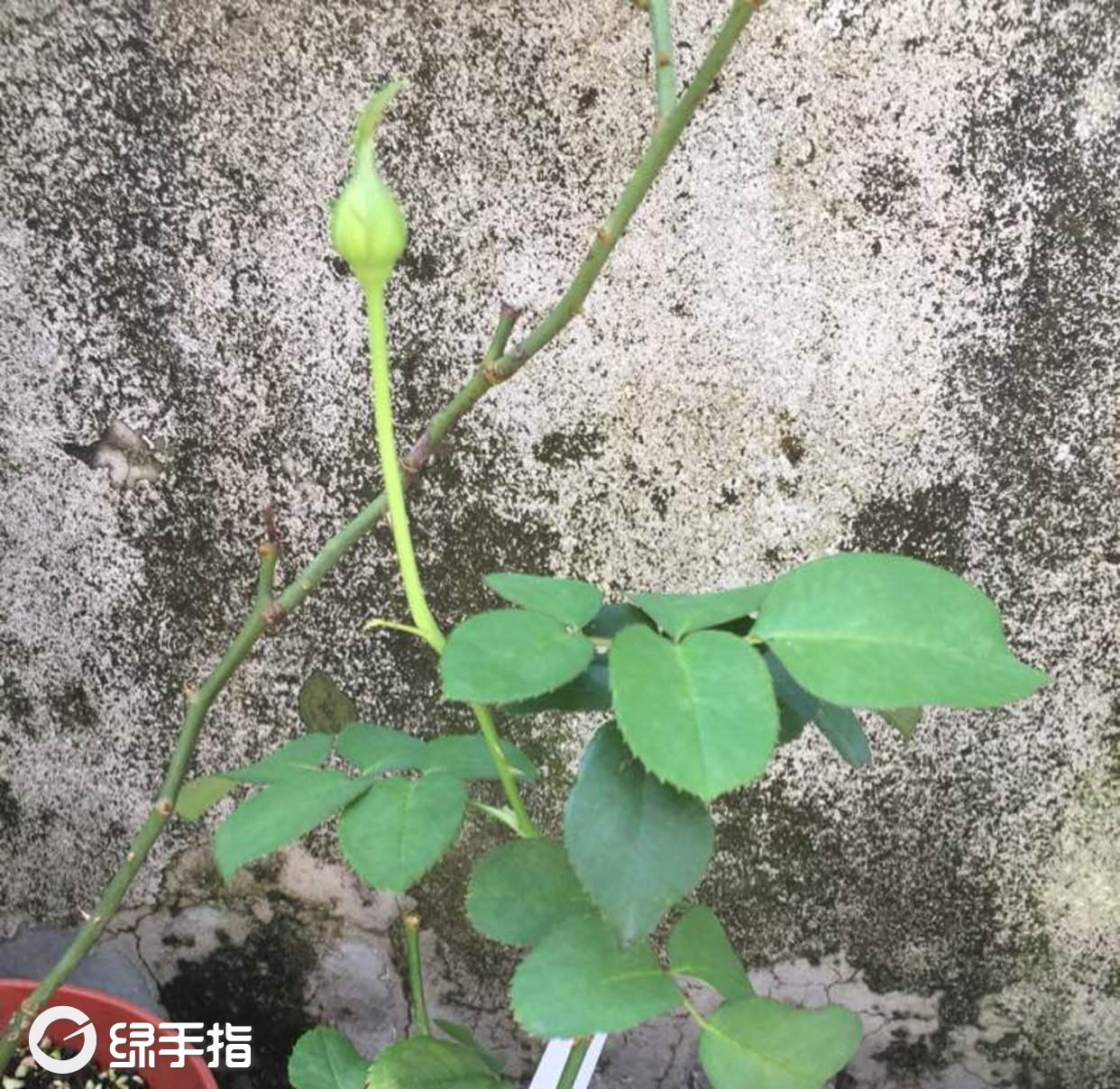 月季·朱丽叶
