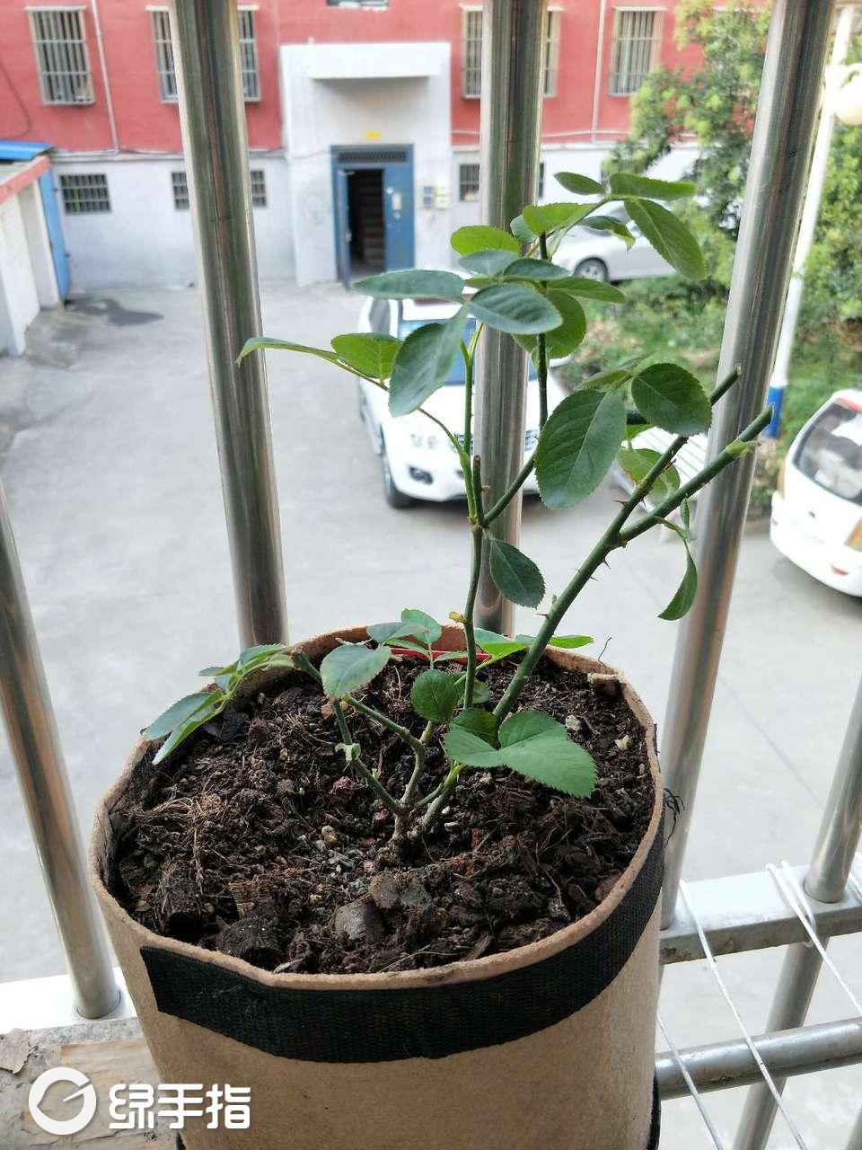 薰衣草蕾丝