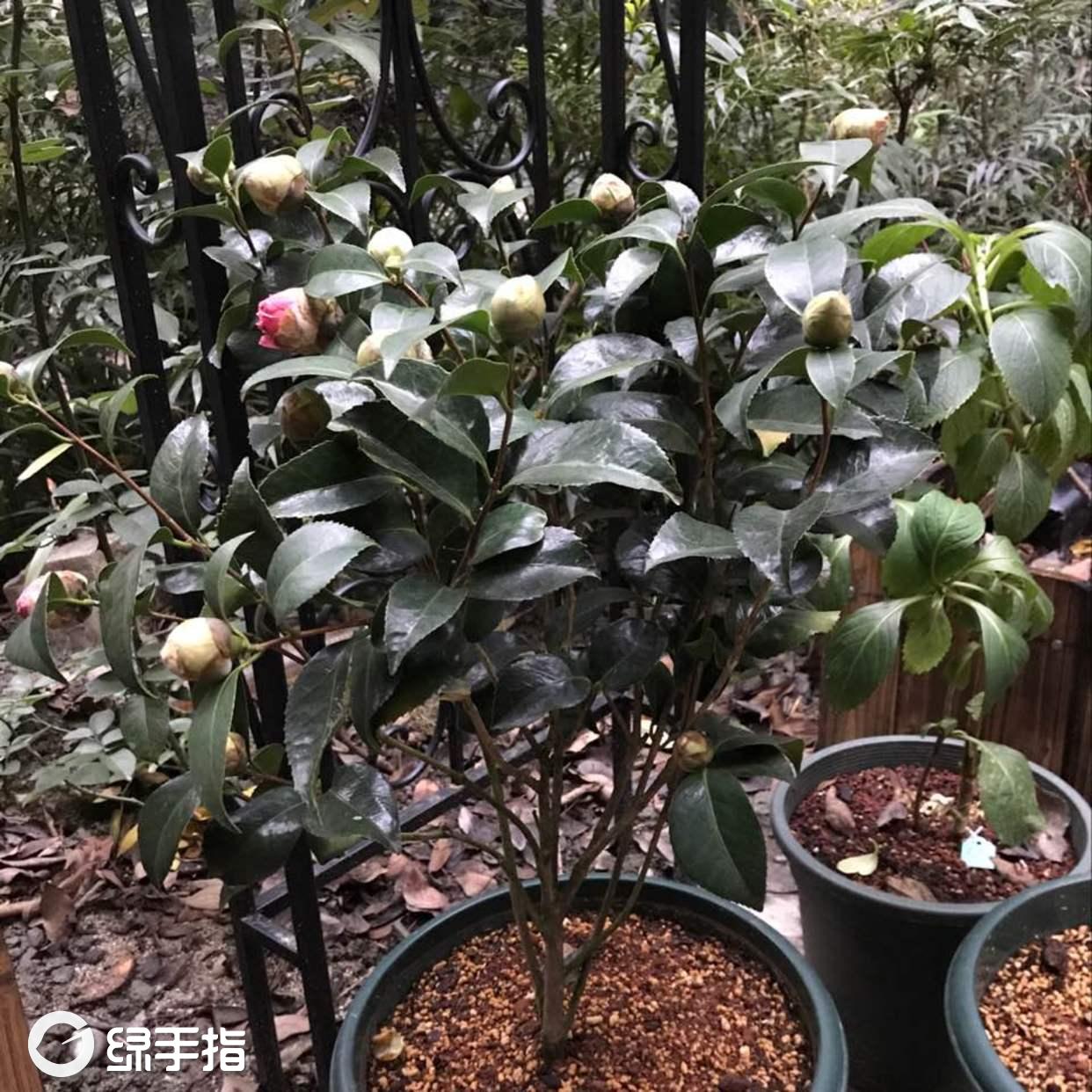 我新添加了一棵"茶花-克瑞墨"到我的"花园"