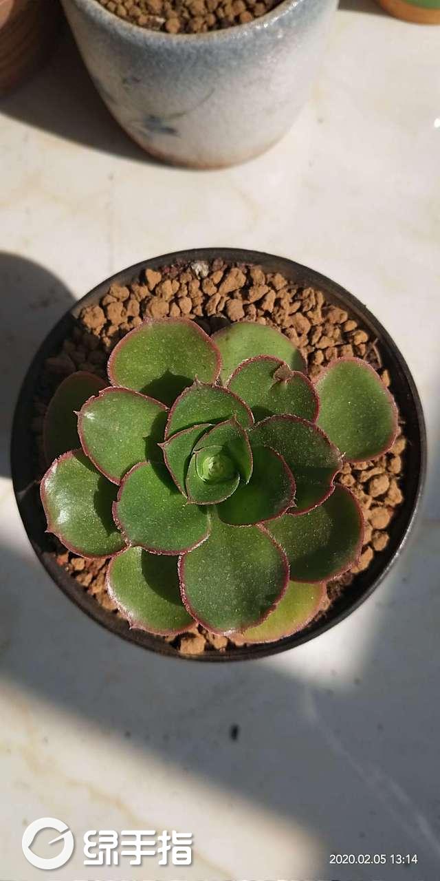 燕姿法师
