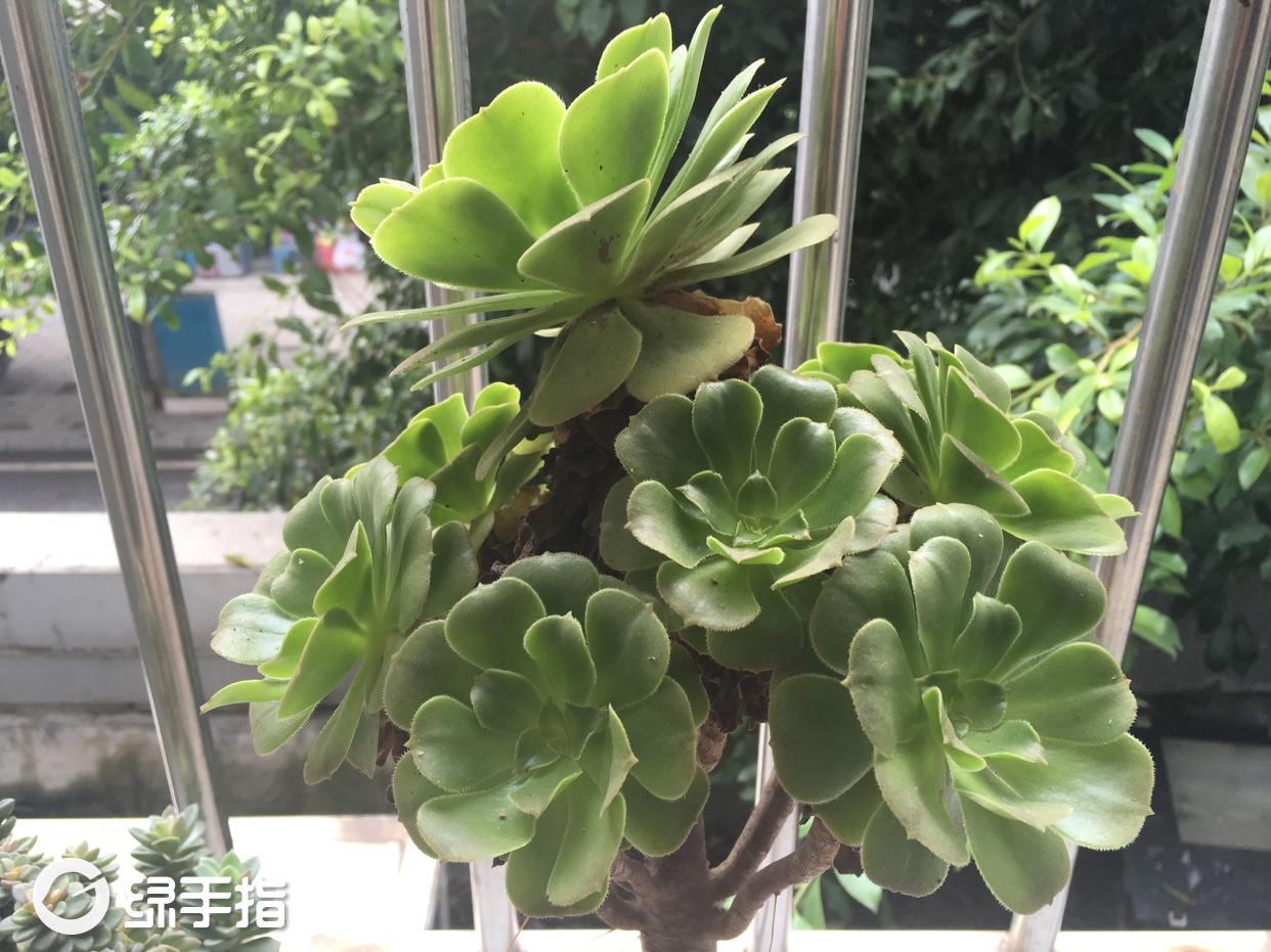法师绿羊绒