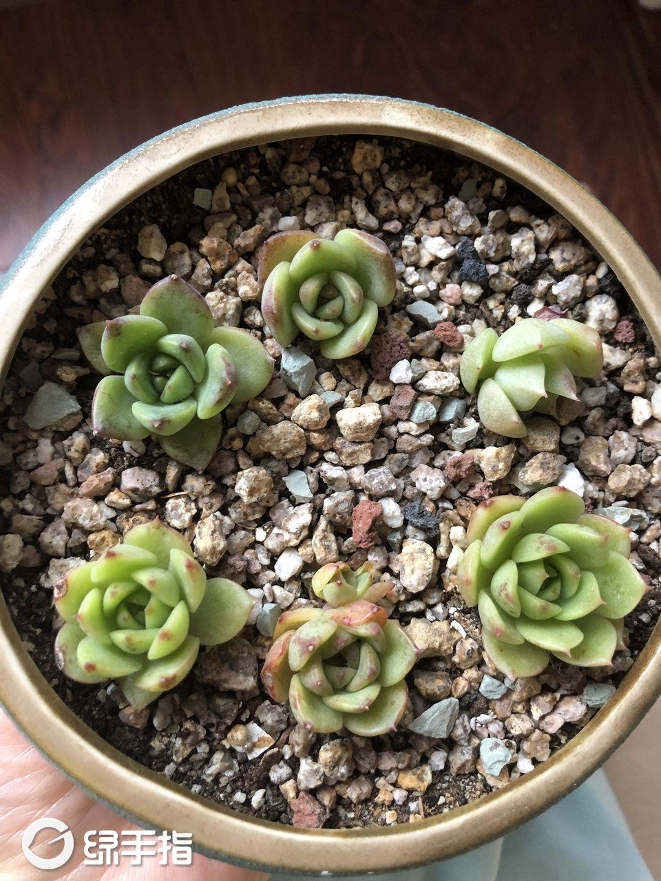 紫晶198多肉植物