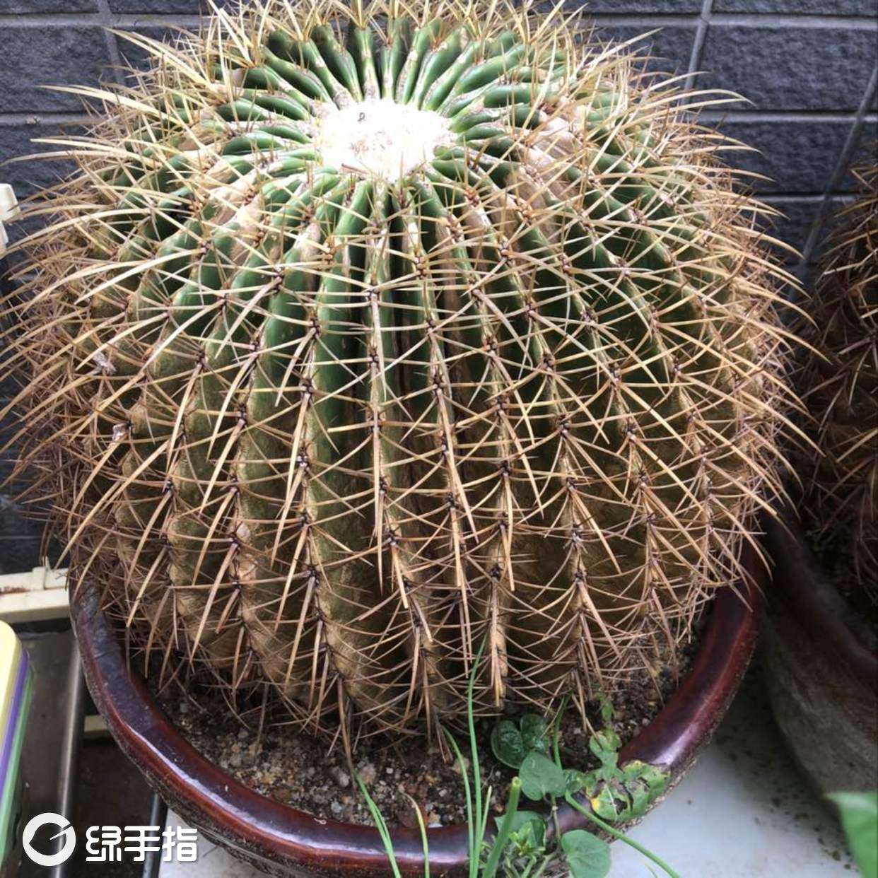 大仙人球