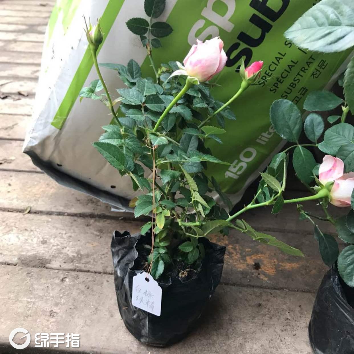 月季白桃妖精