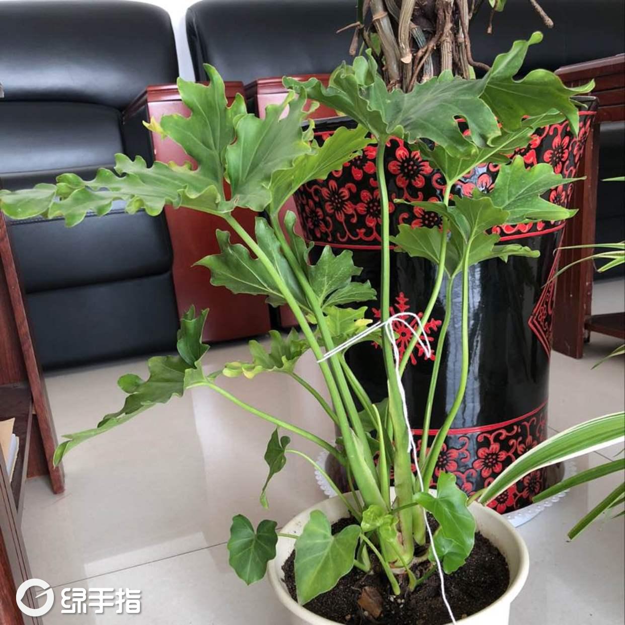 春雨