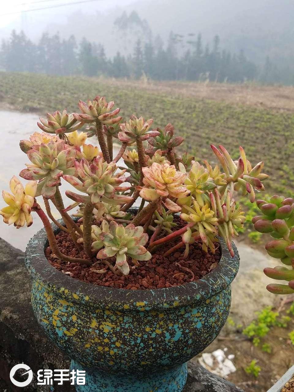 小叮当锦