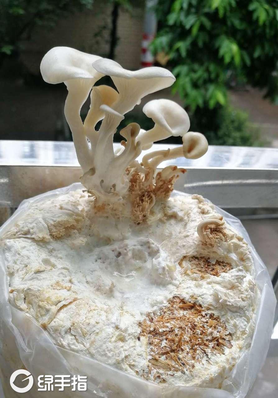姬菇