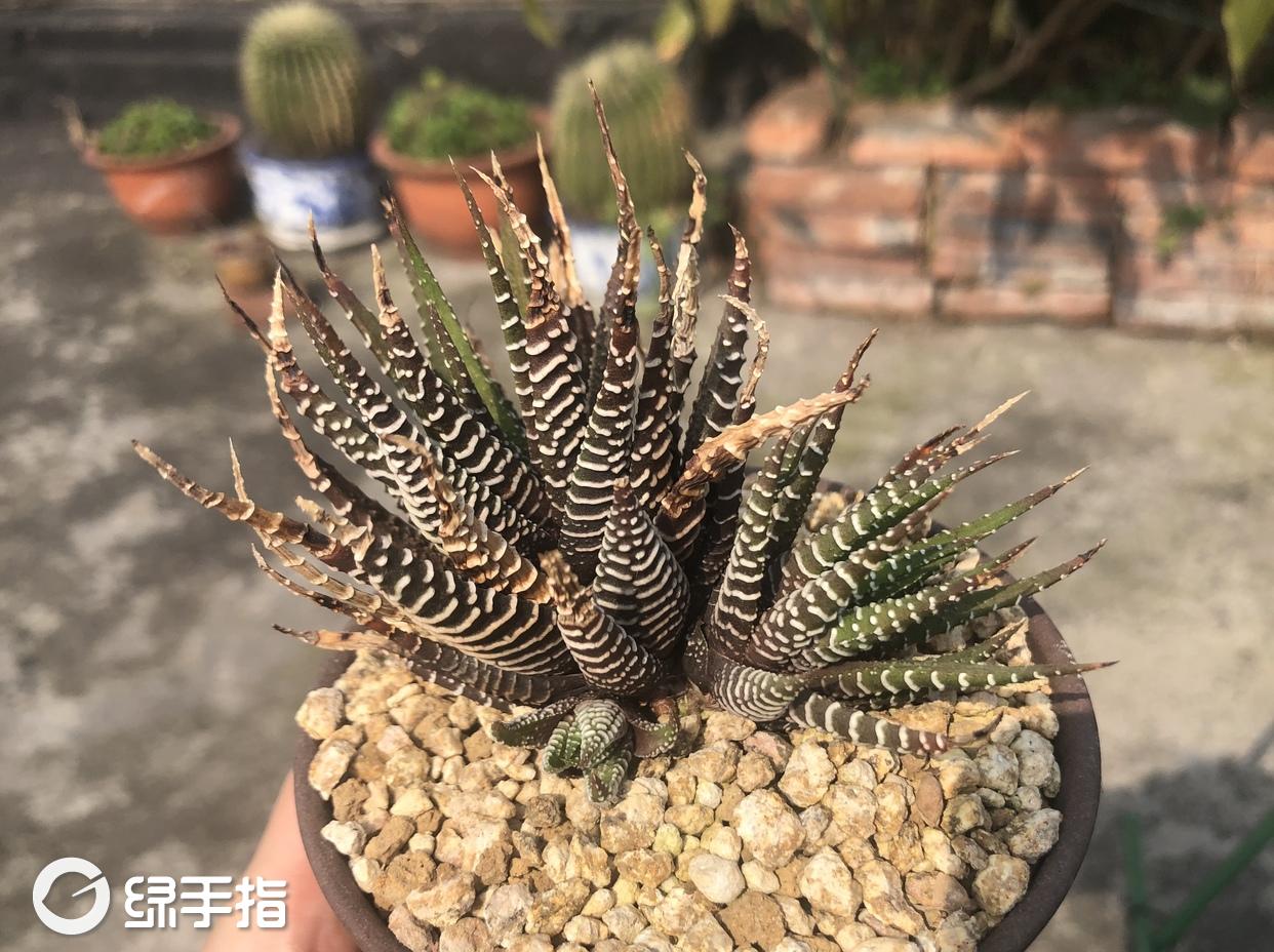 条纹十二卷锦怎么养?斑目的条纹十二卷锦的养殖方法