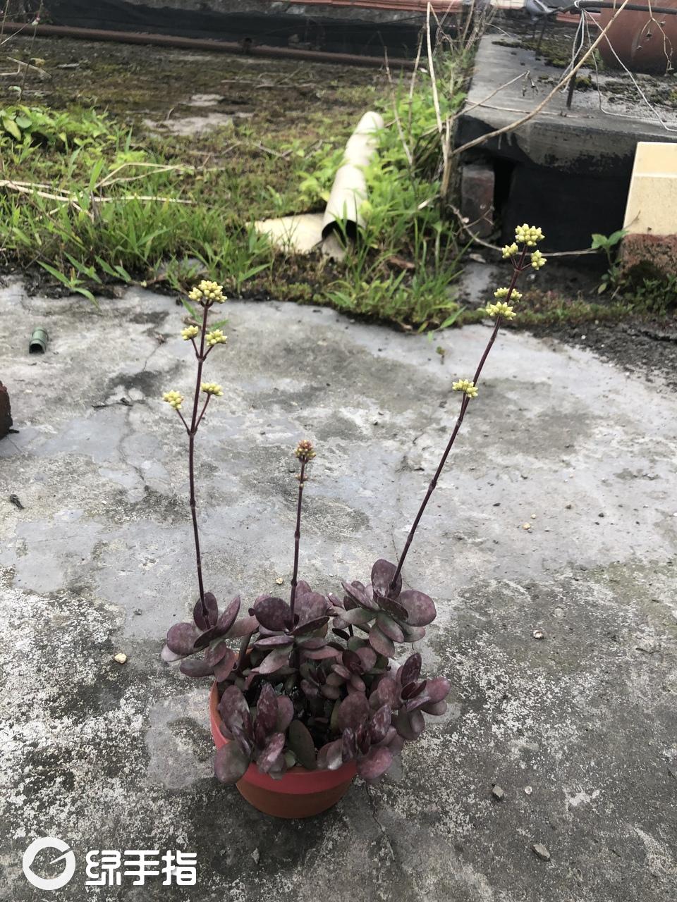 克拉夫(薄叶)(紫蝶)