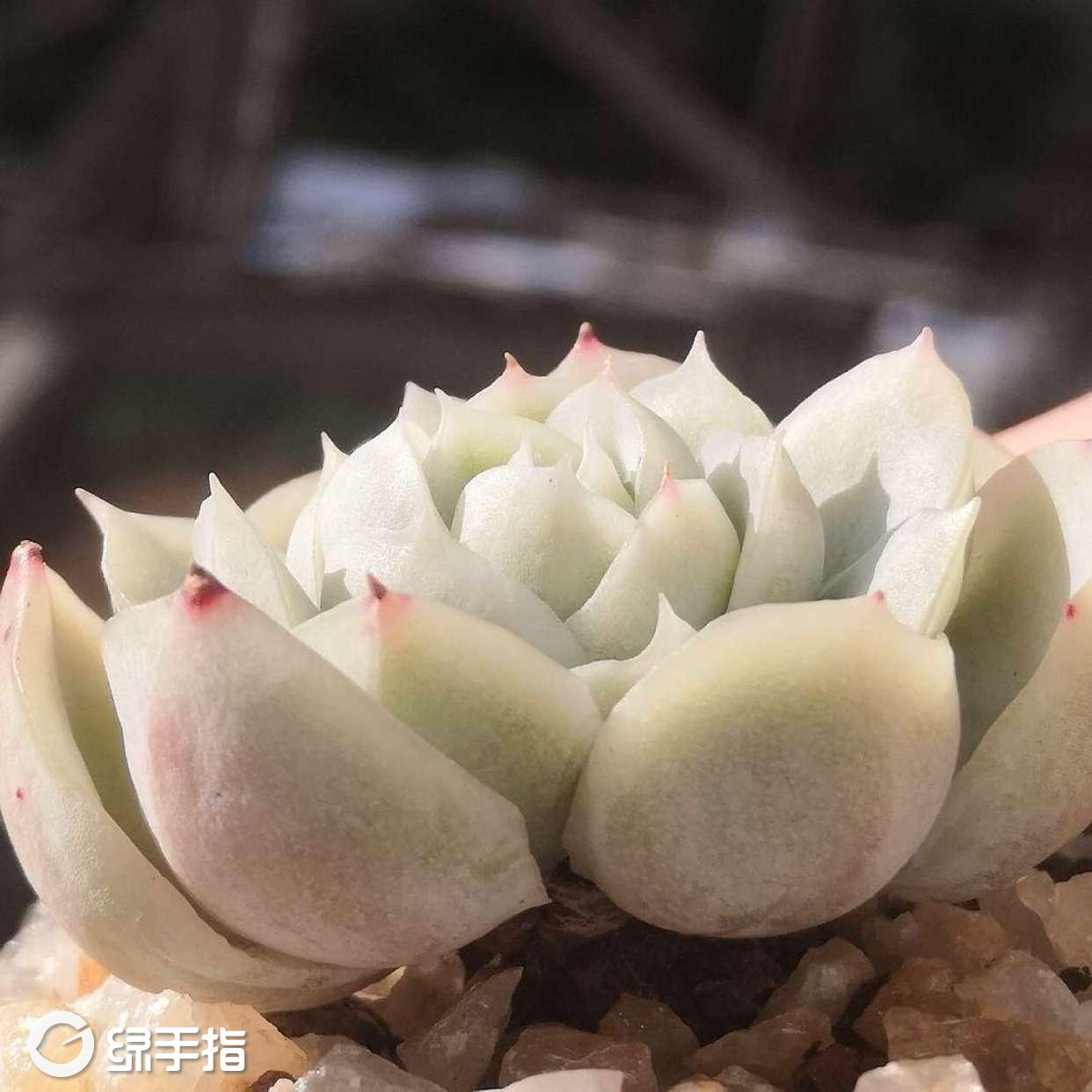 阿尔巴白月影×西纳