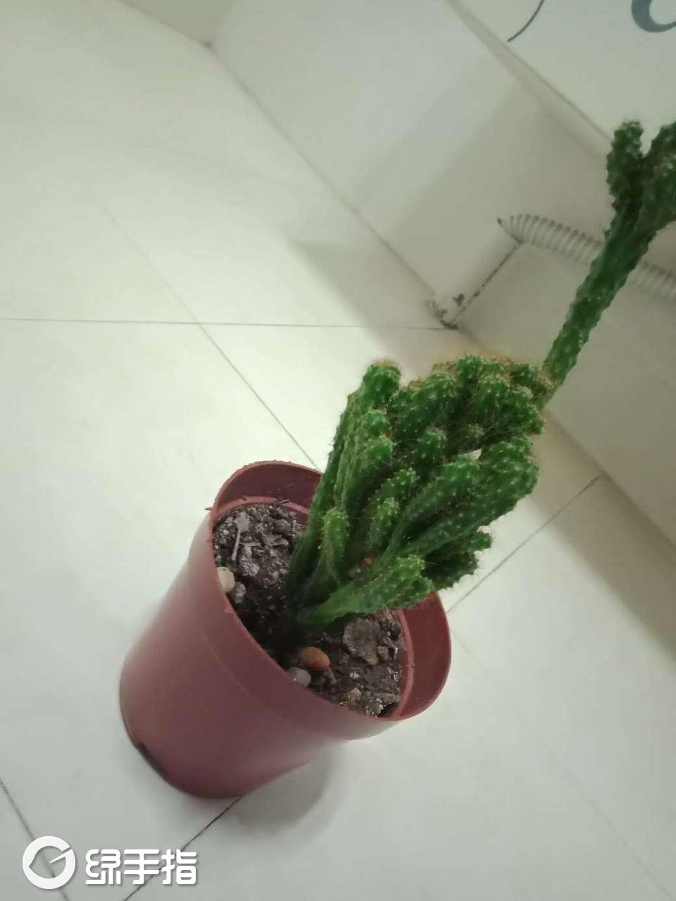 仙人掌