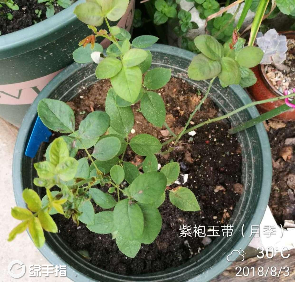 月季(紫袍玉带)
