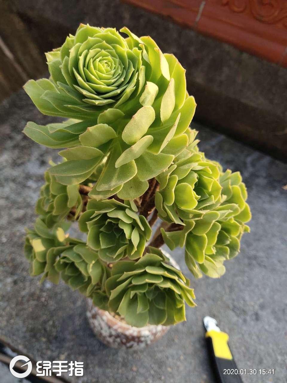 21绿羊绒法师斑点盆