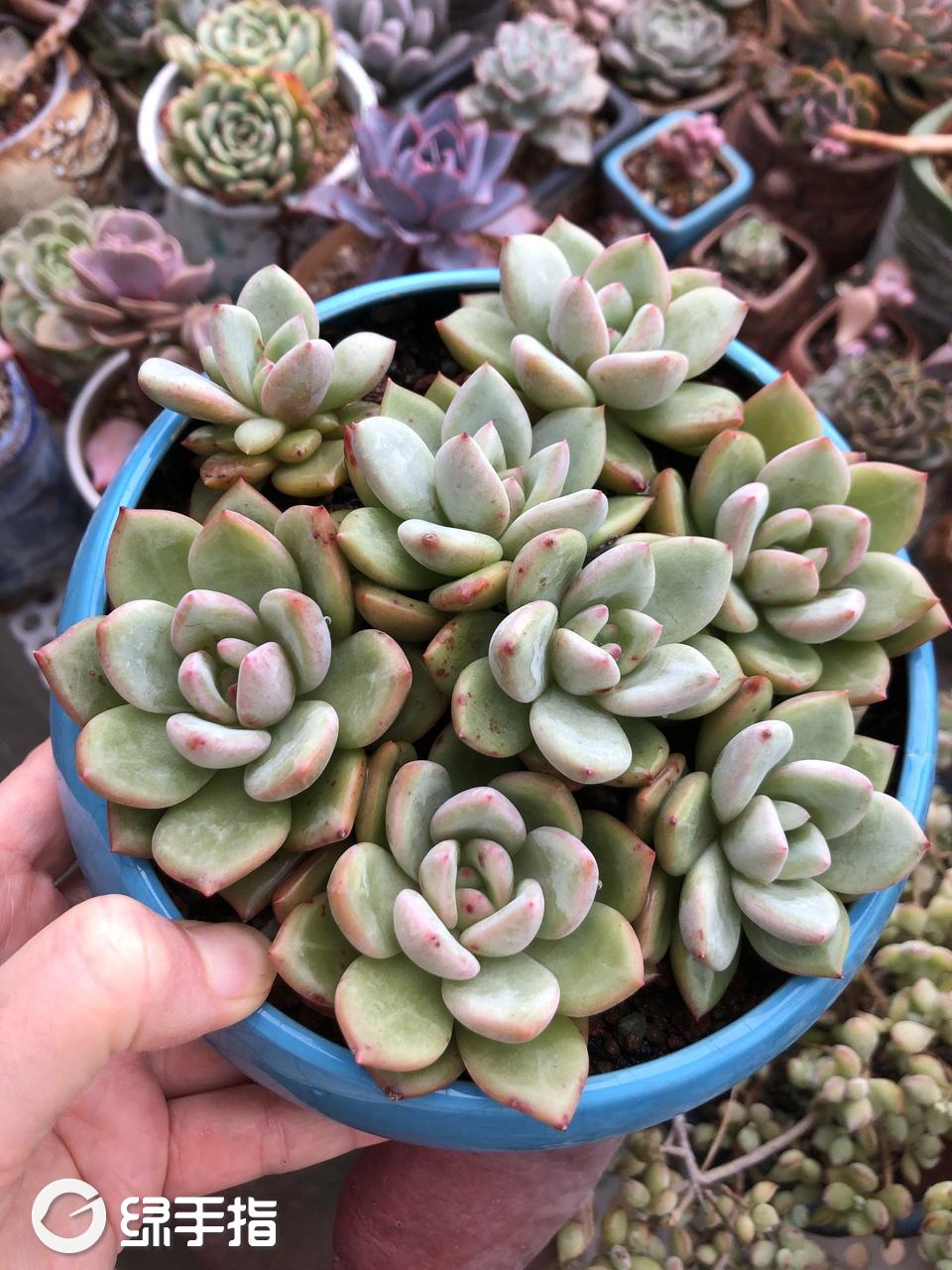 白夜香槟181218(15.8)多肉植物