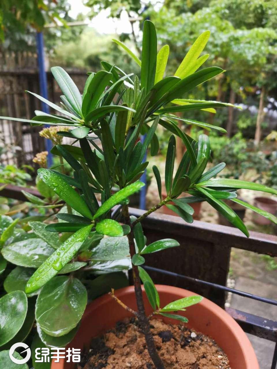 罗汉松红芽
