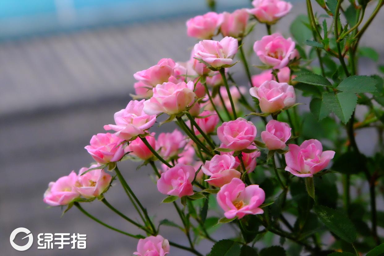 超微月季