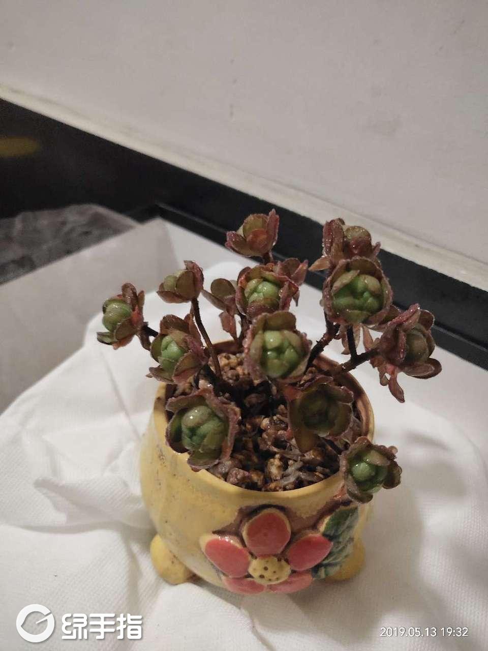 橄榄球玫瑰法师