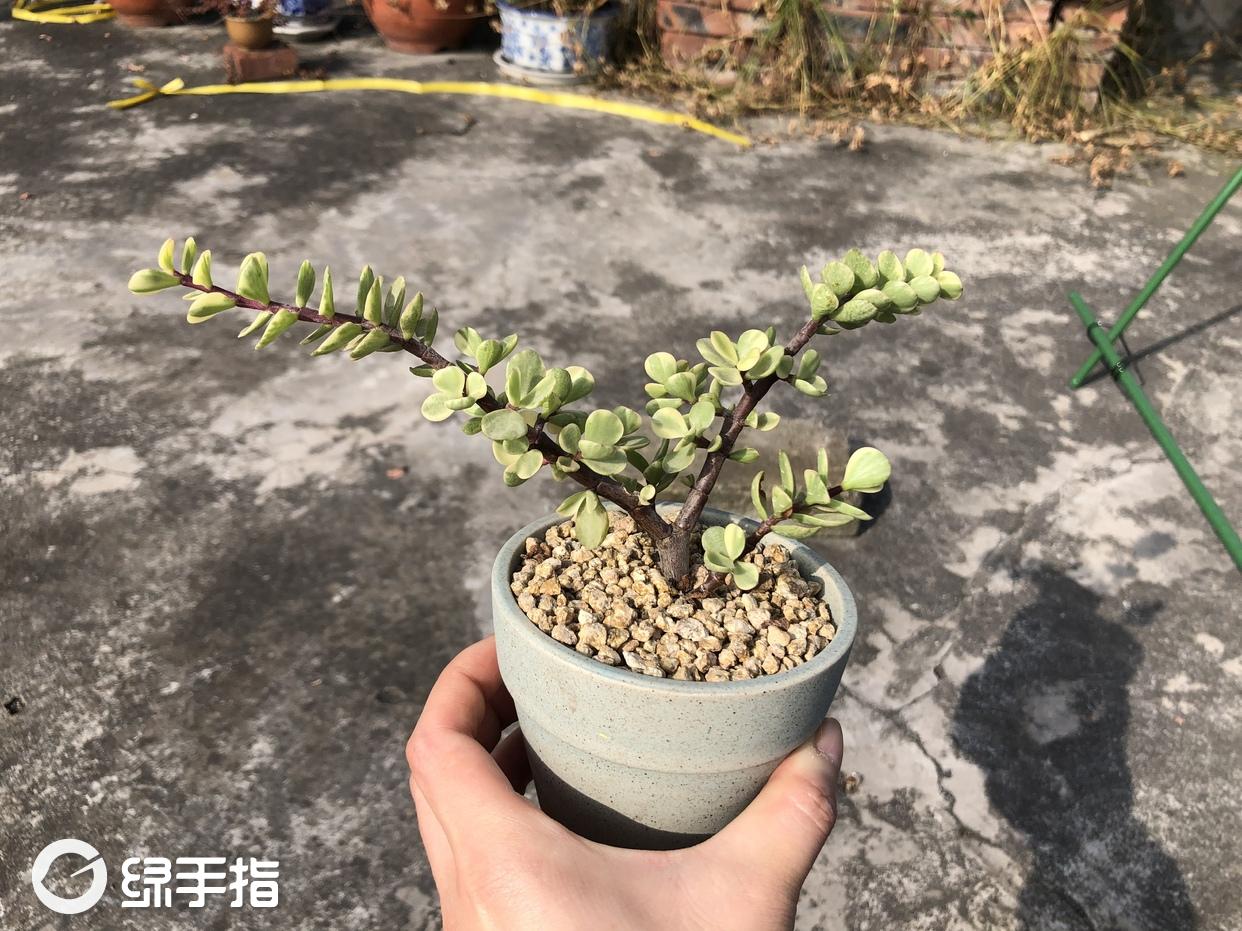 雅乐之舞