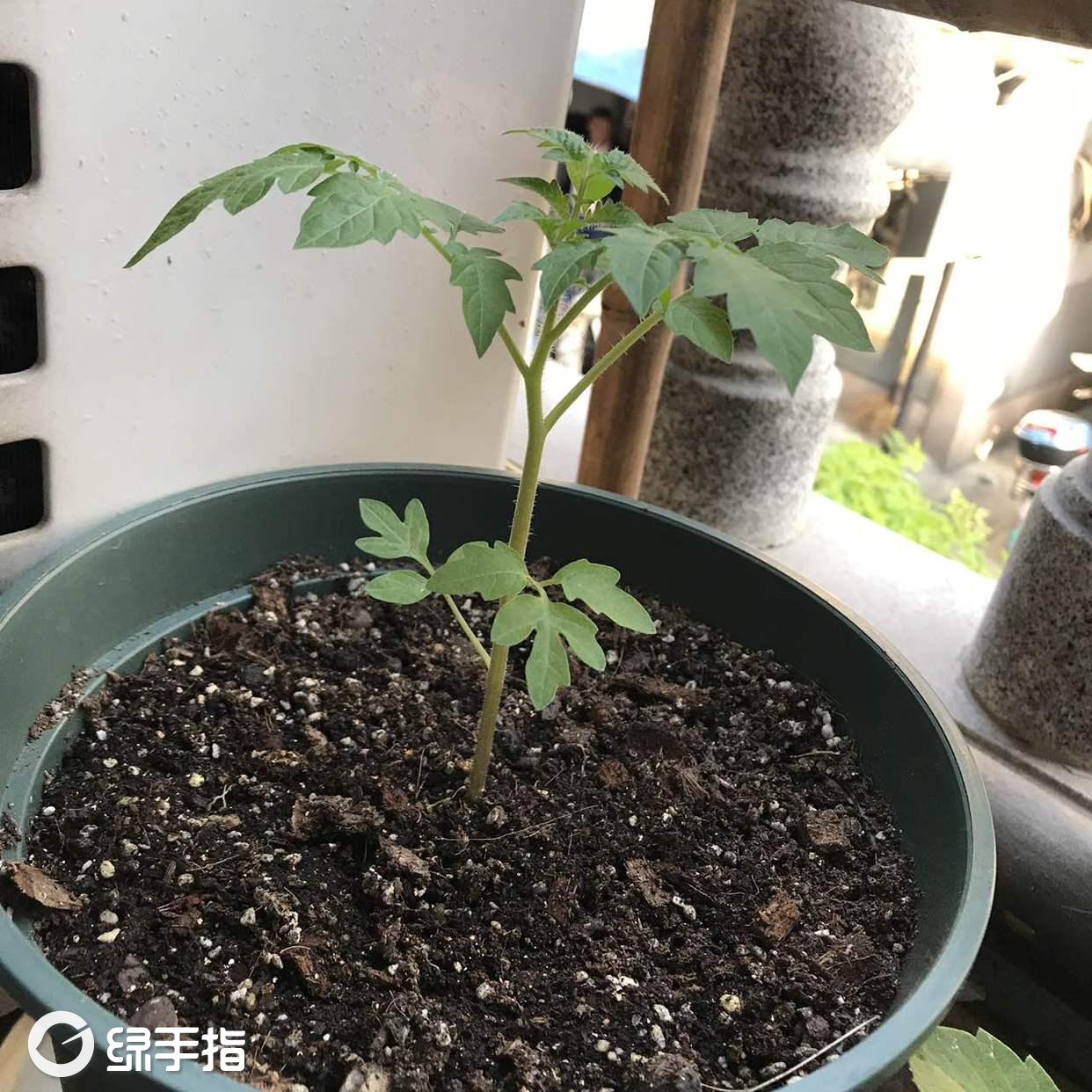 盆栽小番茄 播种