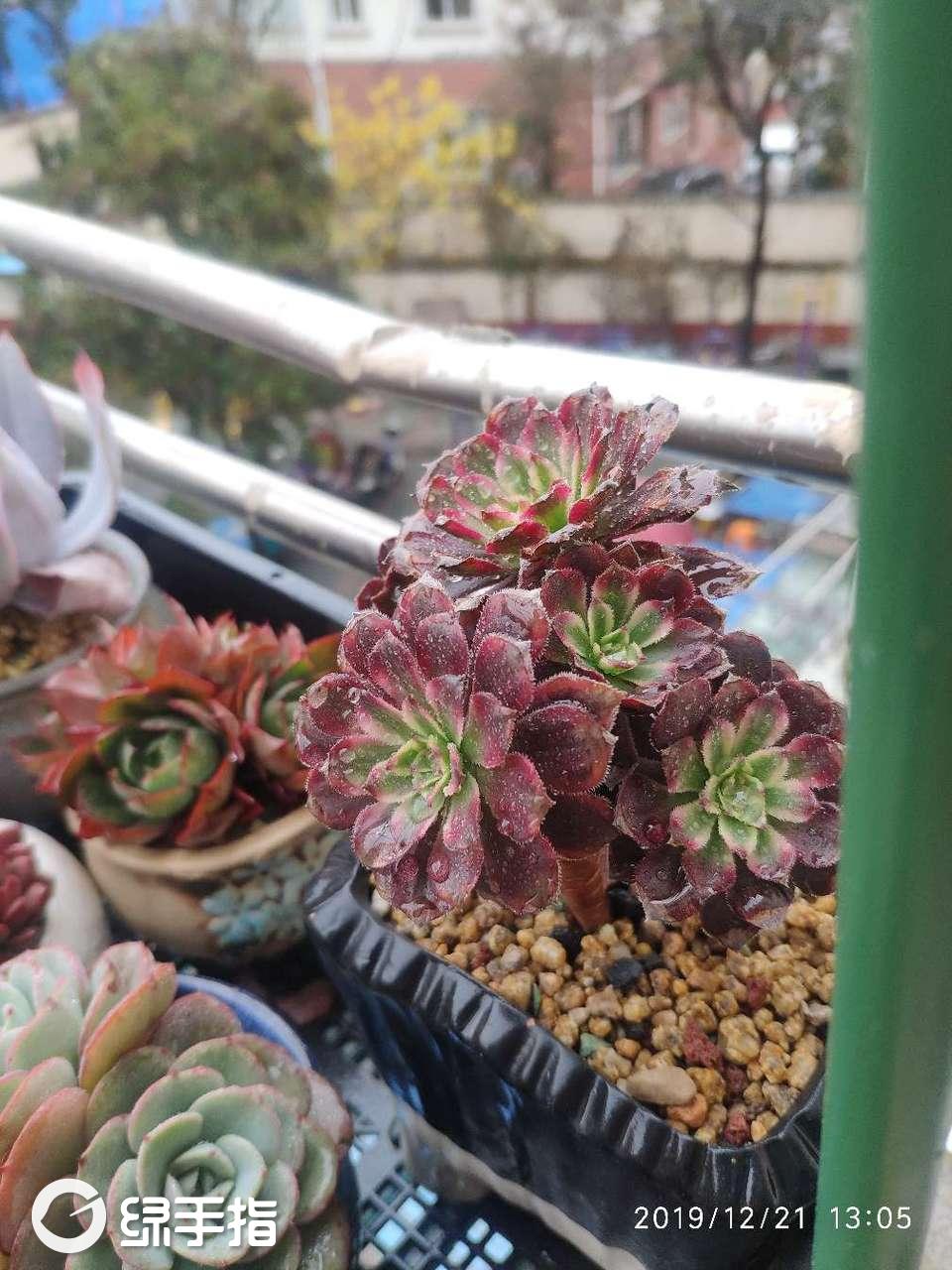 红覆轮锦
