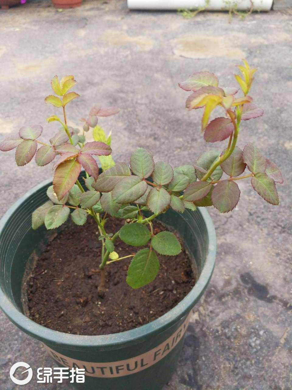 花园 月季(薰衣草光环)  植物经验 花相册 (1) 书情 2018年09月12日