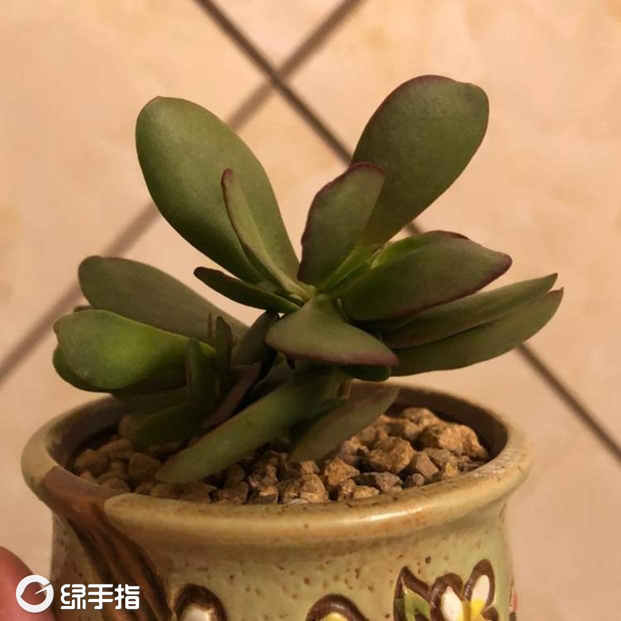 薄叶克拉夫(拼盘出)