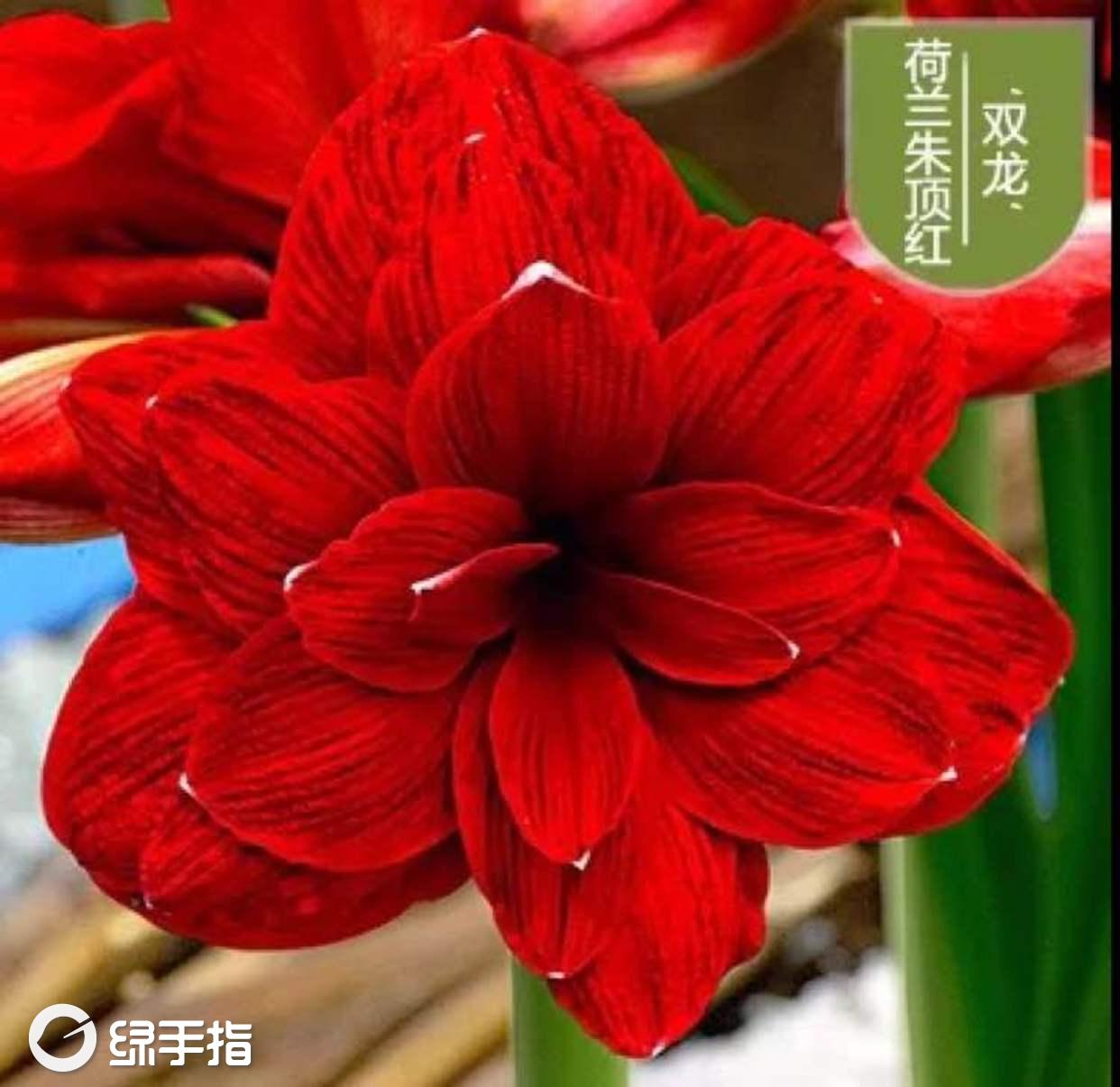 朱顶红-双龙