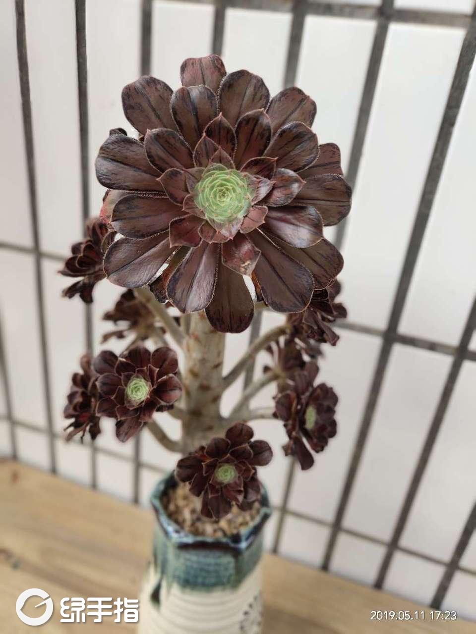 拉丝锦法师
