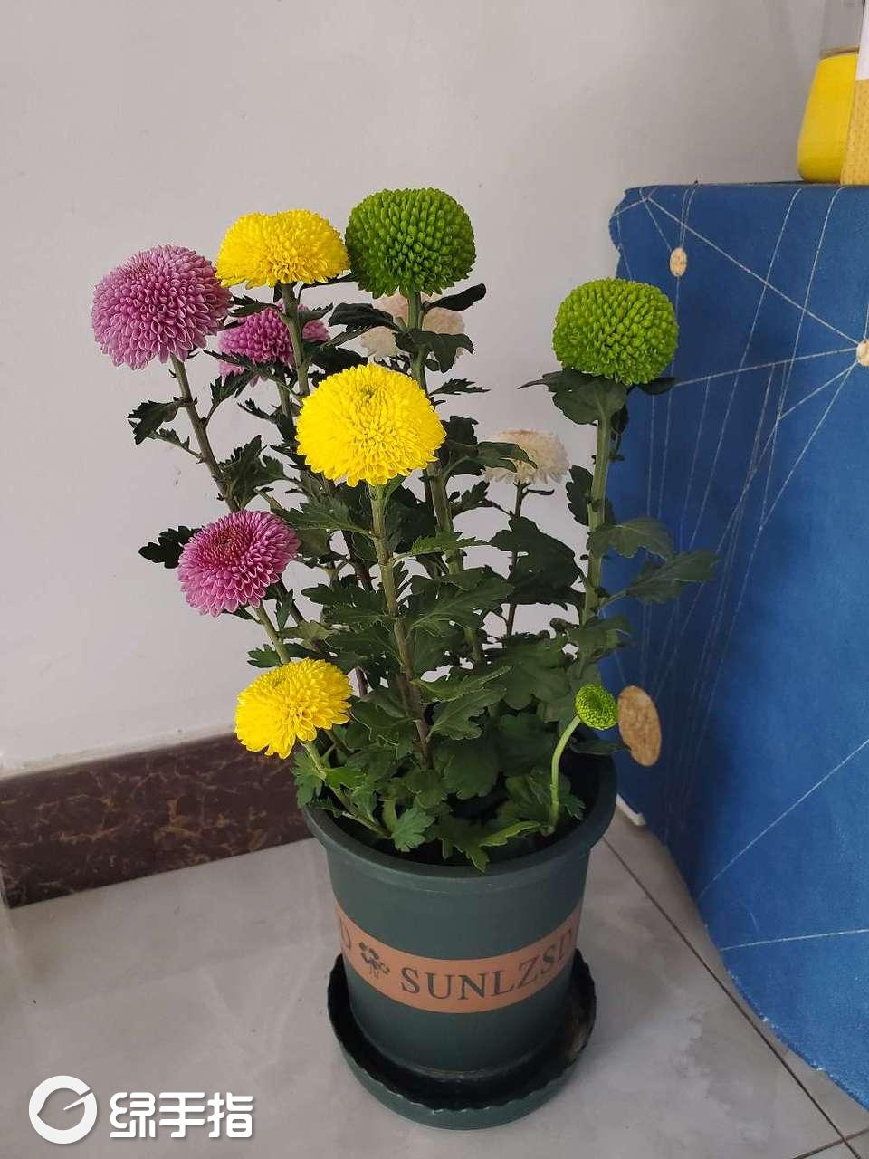 干花艺术家的重瓣乒乓菊的养殖方法
