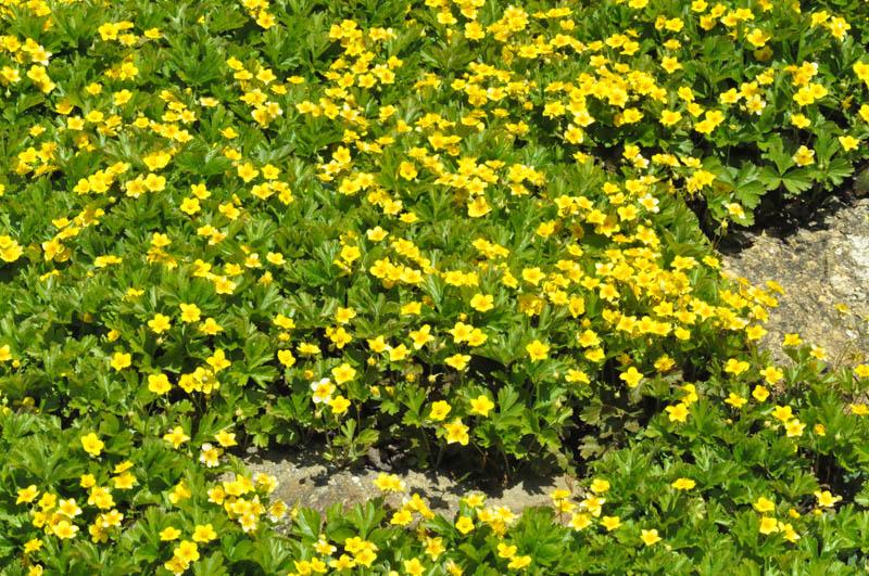 Barren Strawberry Facts Tips For, Barren Strawberry Ground Cover