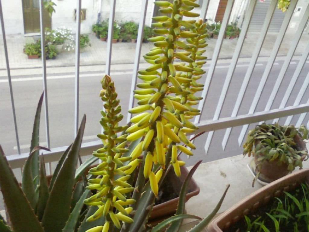 Tricks For Getting Your Indoor Aloe Vera Plant To Bloom Dummer 绿手指 最专业的养花app