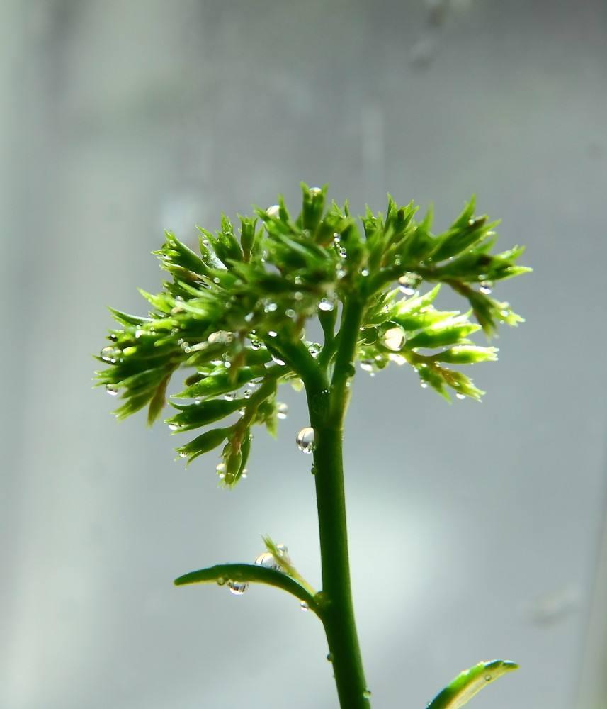 シマトネリコの育て方 植物図鑑 笼岛 みどり 绿手指 最专业的养花app