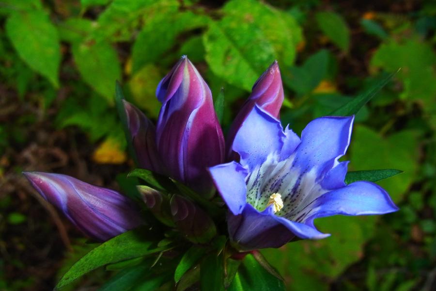 リンドウ 竜胆 ８月３１日の誕生花 花言葉 由来 笼岛 みどり 绿手指 最专业的养花app