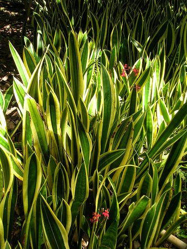 サンスベリア 虎の尾 花言葉 由来 意味 笼岛 みどり 绿手指 养花技巧 花生病了怎么办 花园打理和设计