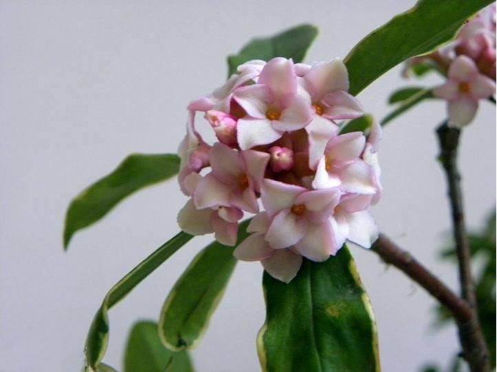 三大香木のひとつ 沈丁花とジンチョウゲ科の植物たち 笼岛 みどり 绿手指 最专业的养花app
