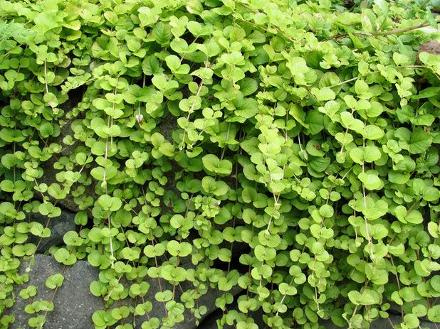 Growing Creeping Jenny, How To Plant Creeping Jenny As Ground Cover