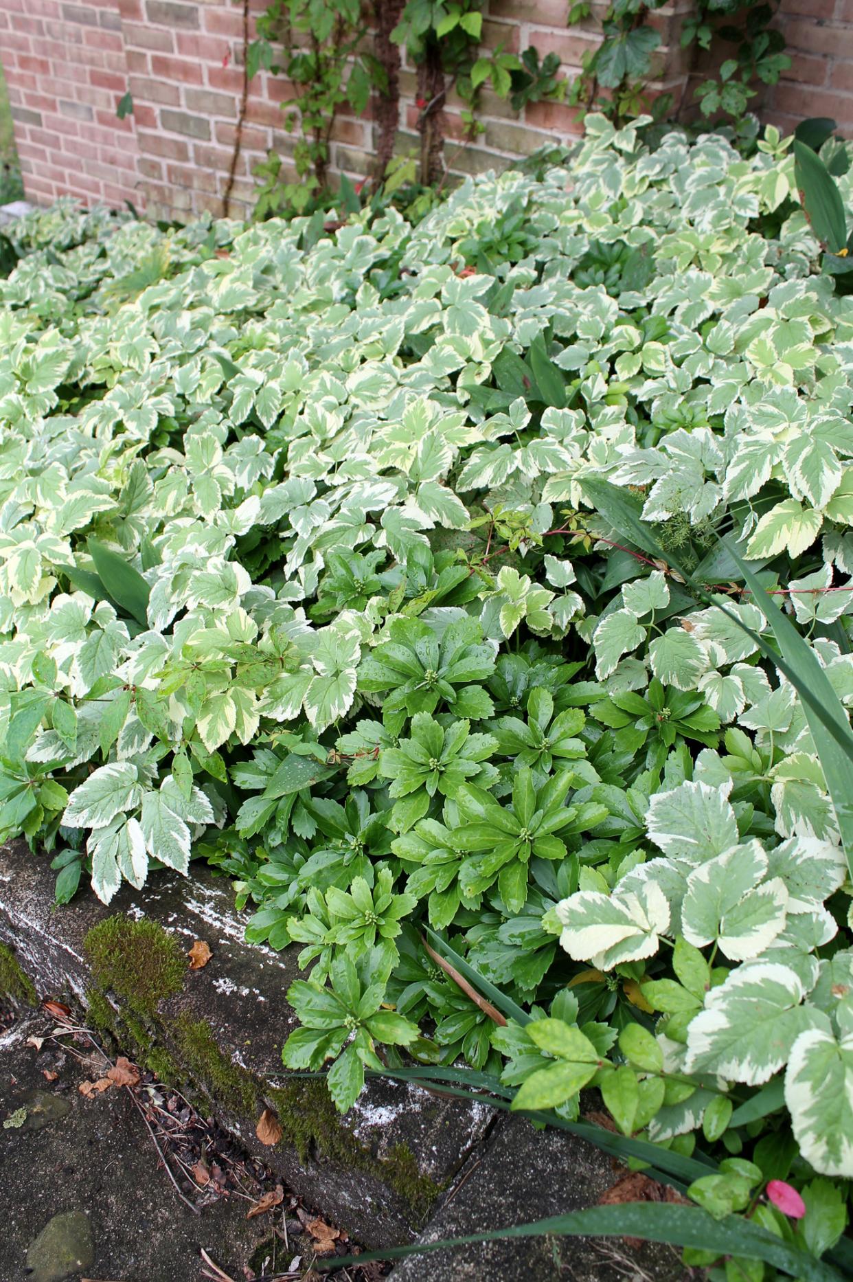 Removing Pachysandra Ground Cover, How To Get Rid Of Ground Cover Plants