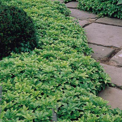 Removing Pachysandra Ground Cover, How To Get Rid Of Ground Cover Plants