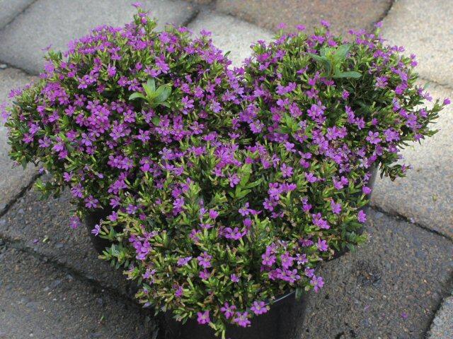 How to take care of mexican heather plant