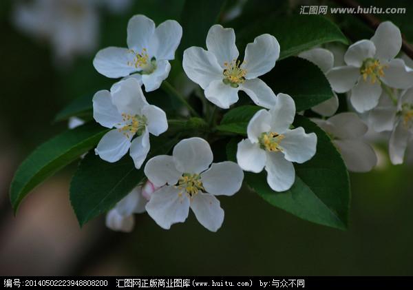 ホウセンカズラ フウセンカズラ ９月１７日の誕生花 花言葉 由来 笼岛 みどり 绿手指 最专业的养花app